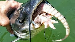 What do catfish eat? Best Catfish Baits & How 