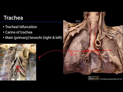 Lungs and Ventilation Pathway - Ventilation Pathway