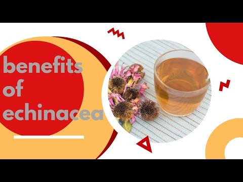 10 Powerful Health Benefits of Echinacea You Need to Know| Use of echinacea in daily life.