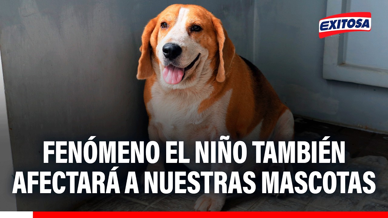 🔴🔵 Fenómeno El Niño también afectará a nuestras mascotas