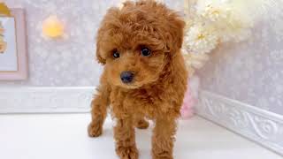 トイプードルの動画01