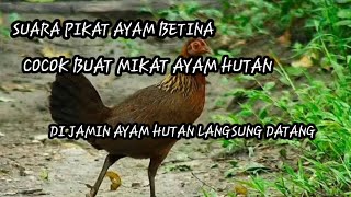 Download lagu Suara Pikat Ayam Hutan Betina Gacor Mp3// Betina Memanggil Pejantan mp3