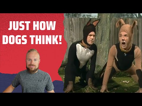 Rob Reacts to... Comedy Company - Two Dogs