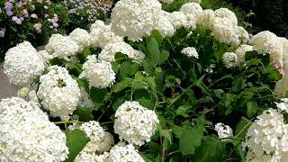 服部農園あじさい屋敷 My walking "Hattori Farm Hydrangea Mansion" in Chiba Prefecture