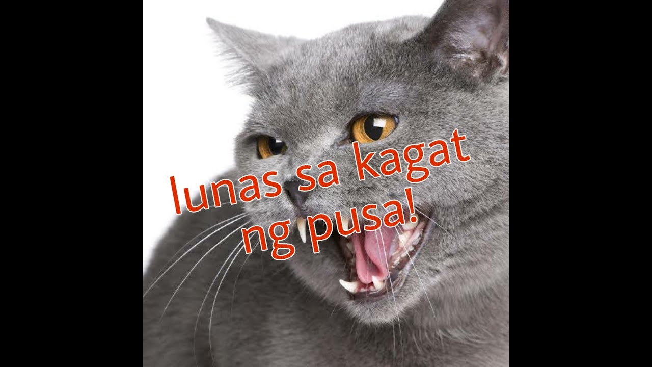 Putar video 1st aid sa kagat ng pusa sekarang 1st aid sa kagat ng pusa