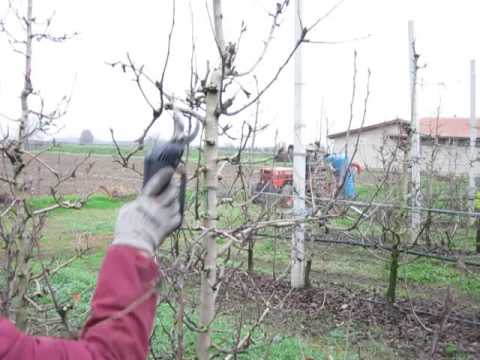 LEZIONE # 25 POTATURA PERE - WILLIAM & SAVOIR VIVRE