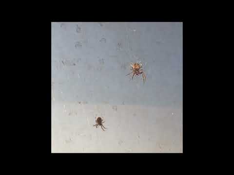 56. Deergod - spinning webs [14.12.2019]