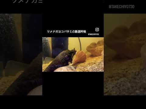 ツメナガヨコバサミ(汽水域に生息するヤドカリ)ちゃんに新しい貝殻を与えてみました！新しい貝殻に入る前に10分以上貝殻を調べ尽くしてから試しに入って住み心地を確かめましたが、やはり古巣にもどる。