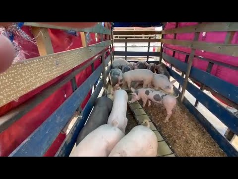 VEJA COMO FOI AS ENTREGAS DOs SUÍNOS NOS ESTADOS DA PARAÍBA/ CEARÁ/ RIO GRANDE DO NORTE COM A SNL 🤠