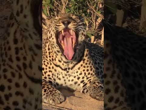 Awesome Leopard Roar! #Wildlife | #ShortsAfrica