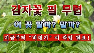 [텃밭농부 2,234]  감자꽃이 필무렵. 지금부터 "비대기" 이작업 꼭 해 주세요! #감자재배