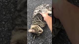 モフリ放題のかわいい猫・ヤマハちゃん Japanese Cutie Cat