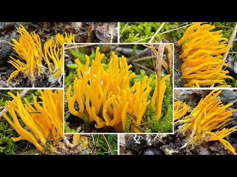Klebriger Hörnling Verwechslung | Ziegenbart, Zwergerlfeuer, Calocera viscosa | Pilzportrait