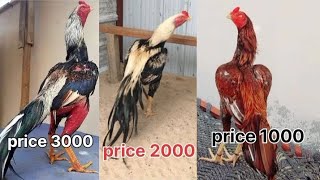 Aseel murga  market price 🐓👍