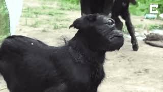 One-Eyed Goat GIF