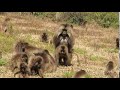 Gelada Monkeys 7 Simien Mountains NP Ethiopia