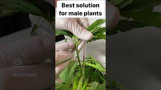 Have you tried this method with Male Plants? #growyourown