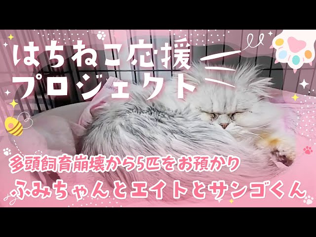 限定公開版　ふみちゃん・エイトくん・サンゴくん