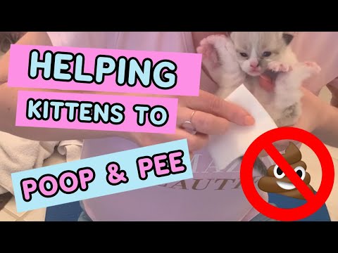 How To Help Baby Kittens Pee and Poop / Ragdoll Kittens / Ragdoll Cat / Animal Cuteness Overload