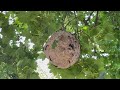 Discovered an Active Bald-Faced Hornets Nest in a Tree in Old Bridge, NJ