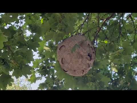 Discovered an Active Bald-Faced Hornets Nest in a Tree in Old Bridge, NJ