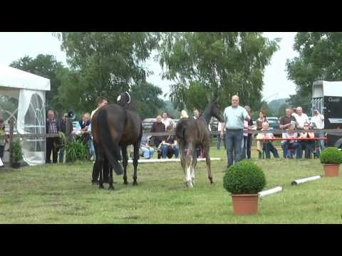 Sudweyher Fohlenschau 2015 - Kat.-Nr. 31