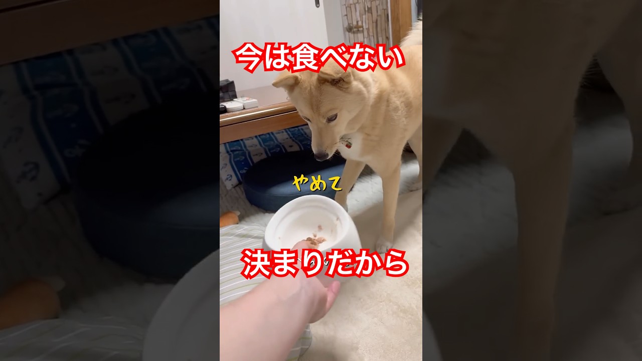 決まり事の多い犬#マイルール#保護犬と暮らす