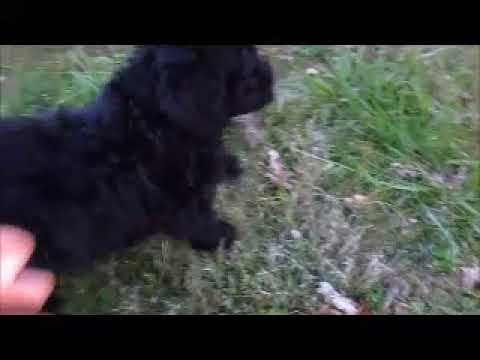 Loti Lafemale porti-doodle at play in yard