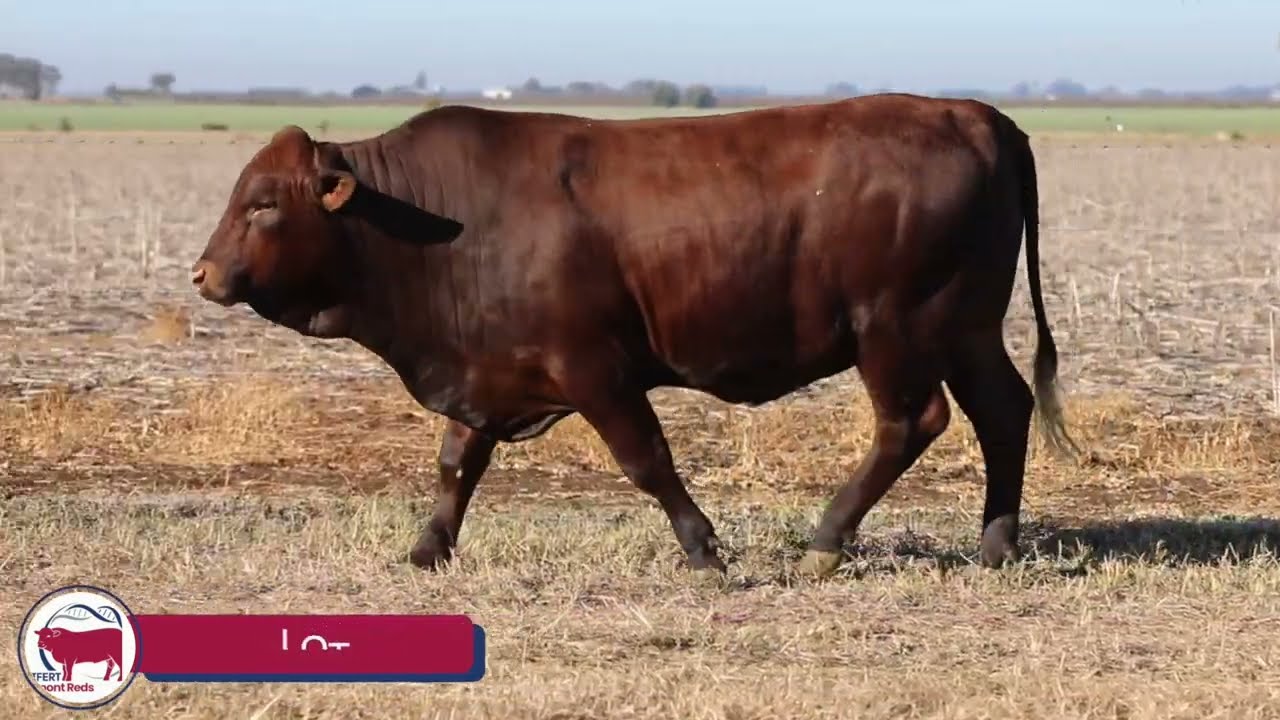 Lot 2