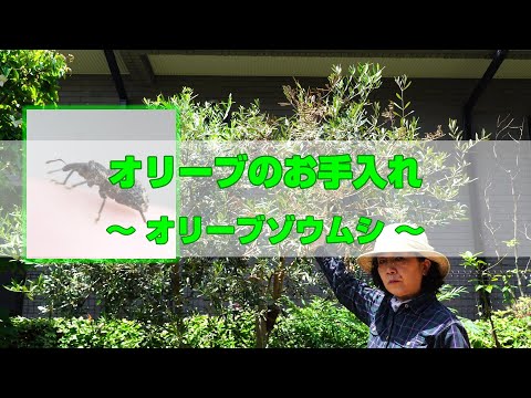 うちのオリーブの木の枝が枯れてしまうのはなぜですか?彼を救うにはどうすればいいでしょうか？私たちのシンプルなアドバイス！  庭園