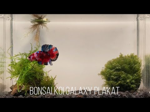 🏆 ACQUIRED 🏆 P Dub - Ain't No Weewee - Bonsai Koi Galaxy Plakat