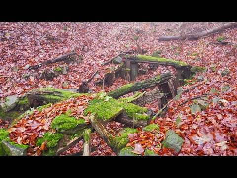 Börzsönyi aranykincs