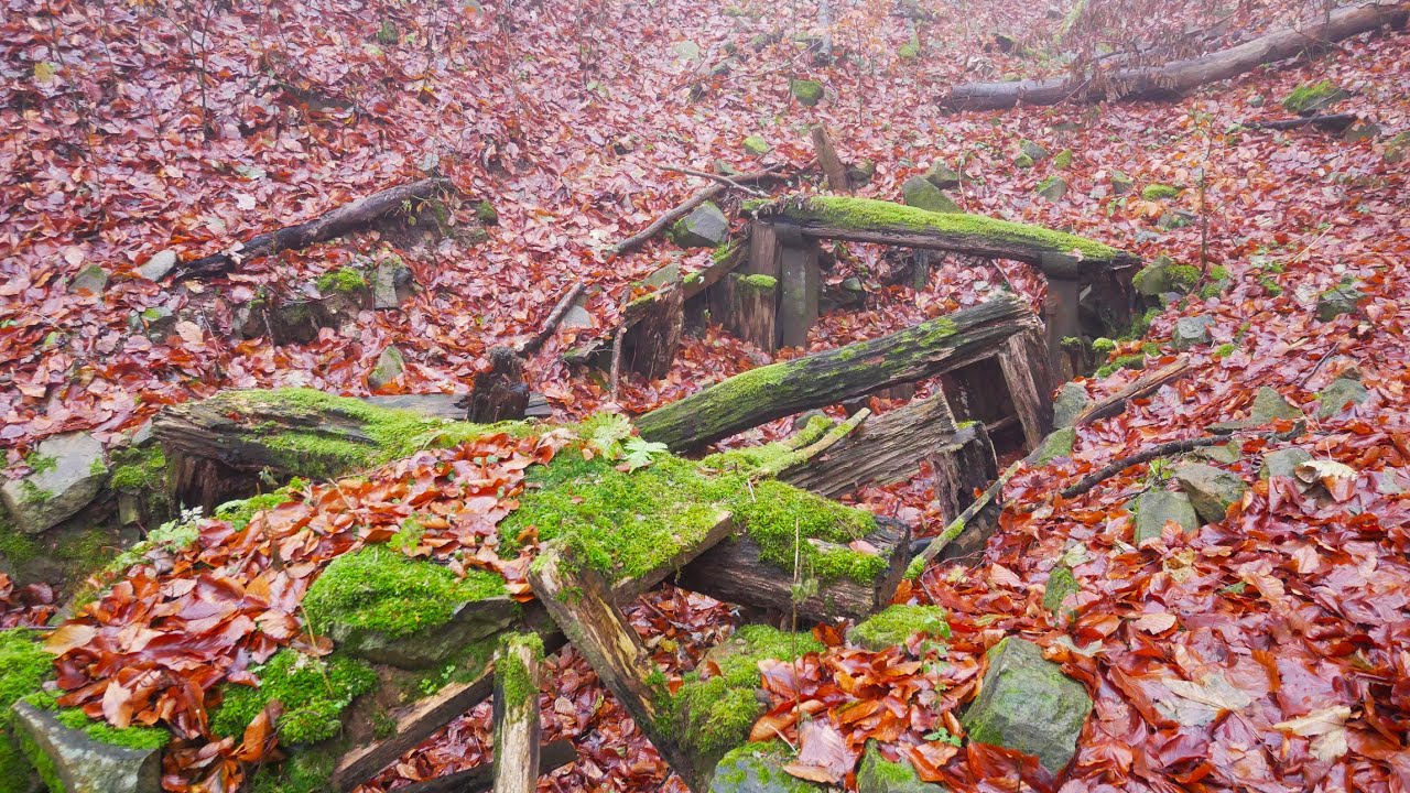 Börzsönyi aranykincs