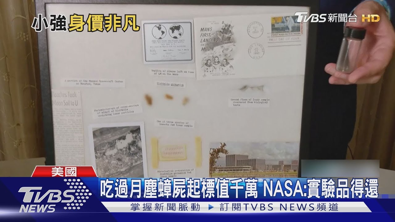 吃過月球塵埃! 蟑屍拍賣價千萬 NASA:實驗品得還