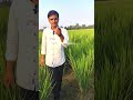 150 से 200 कल्ले धान के इक पेड़ मे एक बार मे�