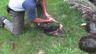 Butchering a Snapping Turtle