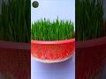 How To Grow Wheatgrass Without Soil In 7 Days Shorts Gardening Tips