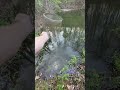 Stocking My Fish With Ponds Jesus GrayGang