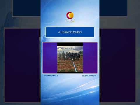 PM erradica plantação com 17 mil pés de maconha em Inajá