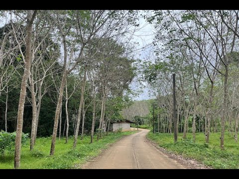 Mountain Views and Rubber Trees on this 3+ Rai Land for Sale in Nong Thaley, Krabi