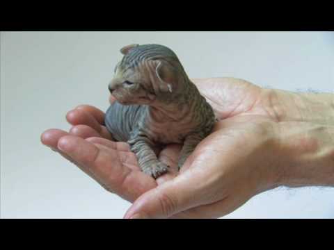 Sphynx kittens playing - sunitha ray sphynx