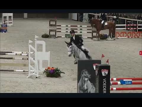 C-Jay Z: 6yo Belgian Stallion Competition Feb 2023