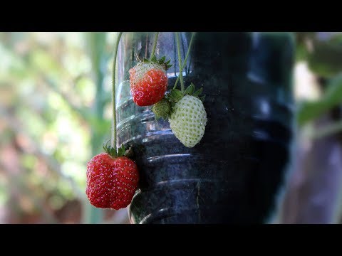 Plantar morangos na garrafa pet - horta vertical orgânica - Planting strawberry