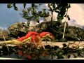 The Lost World