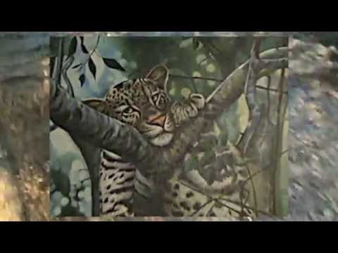 Video thumbnail for Gold ('99-2000)