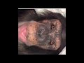Monkey Asmr Mouth Sounds Smacking Gum Chewing TINGLES