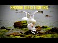 Seagulls Fighting