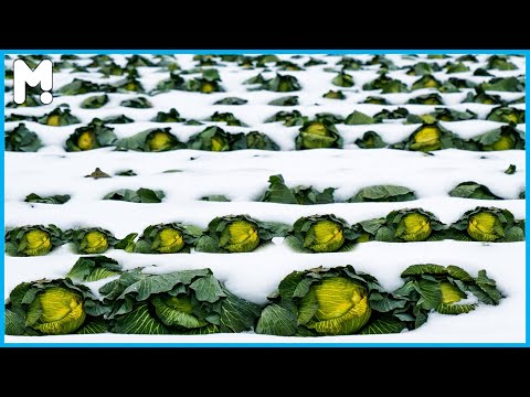 🥬 Awesome Japan Cabbages Farming and Harvesting - Japan Cabbages Farming Agriculture Technology