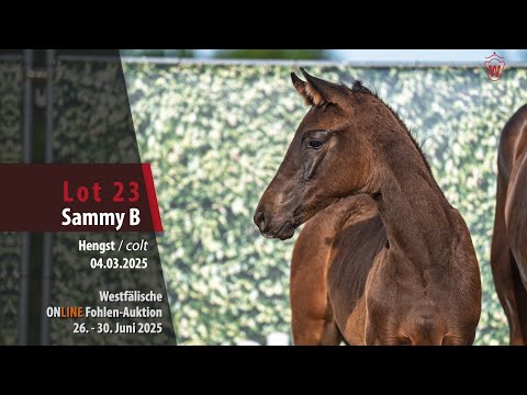 ONLINE Fohlen-Auktion Lot 23 Sammy B Hengst v. Seattle - Fürstenball