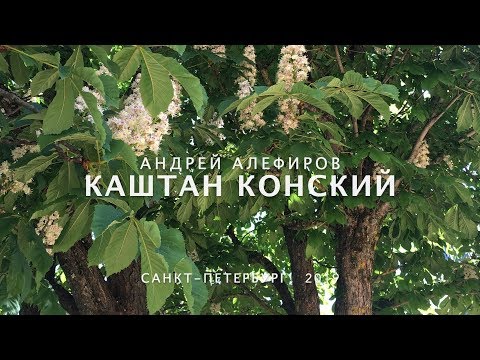 Каштан конский. Алефиров А.Н.